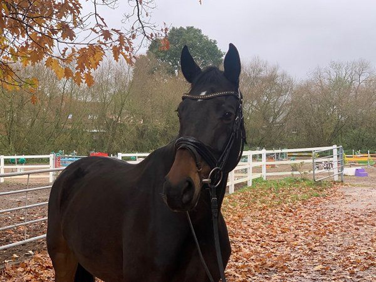 Hannoveraan Merrie 6 Jaar 167 cm Donkerbruin in Verden (Aller)