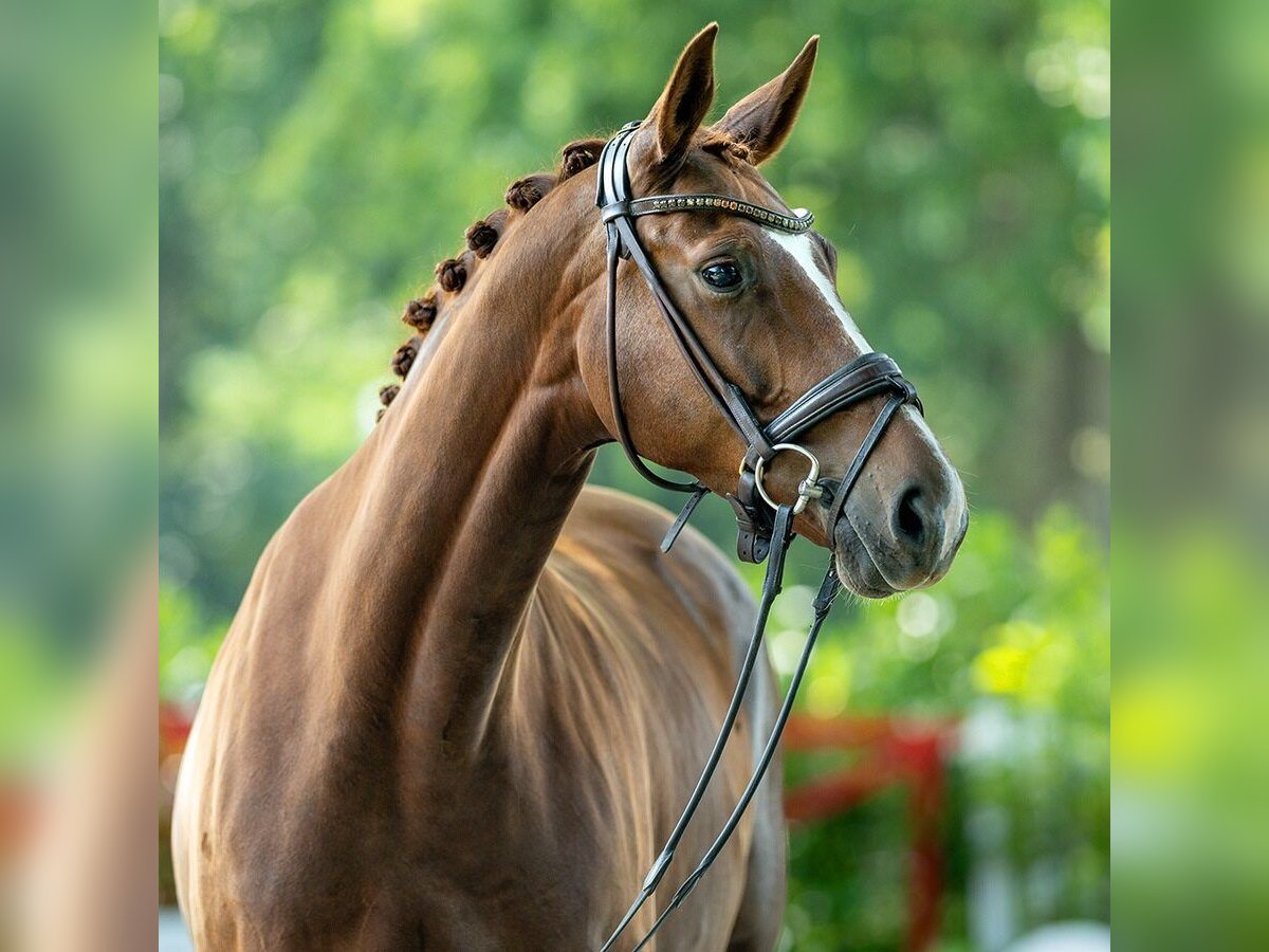 Hannoveraan Merrie 6 Jaar 167 cm Vos in Münster-Handorf