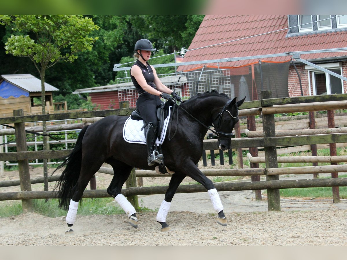 Hannoveraan Merrie 6 Jaar 167 cm Zwart in Wingst