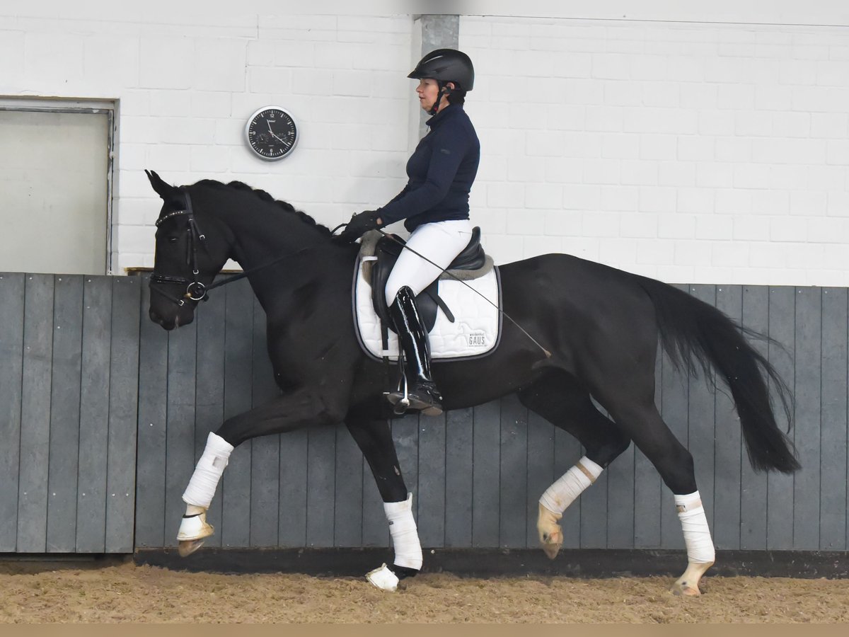 Hannoveraan Merrie 6 Jaar 167 cm Zwart in Tiddische