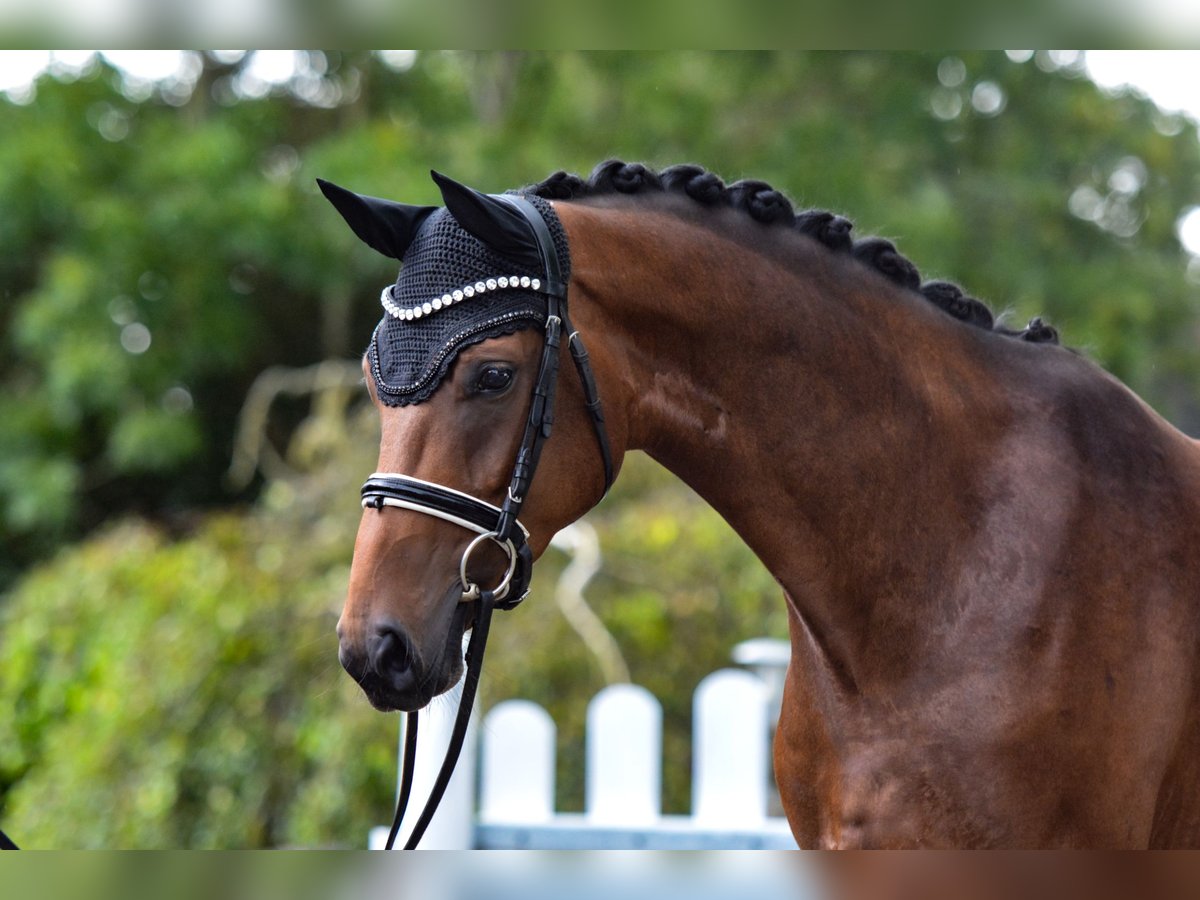 Hannoveraan Merrie 6 Jaar 168 cm Bruin in Freienwill