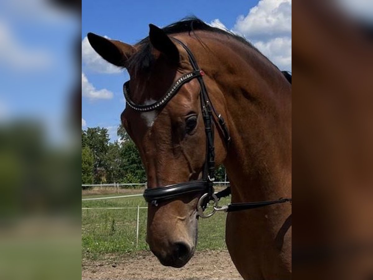 Hannoveraan Merrie 6 Jaar 168 cm Bruin in Ludwigslust