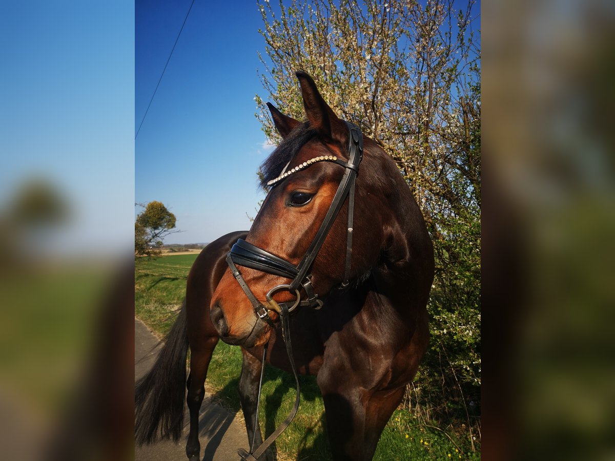 Hannoveraan Merrie 6 Jaar 168 cm Bruin in Elze