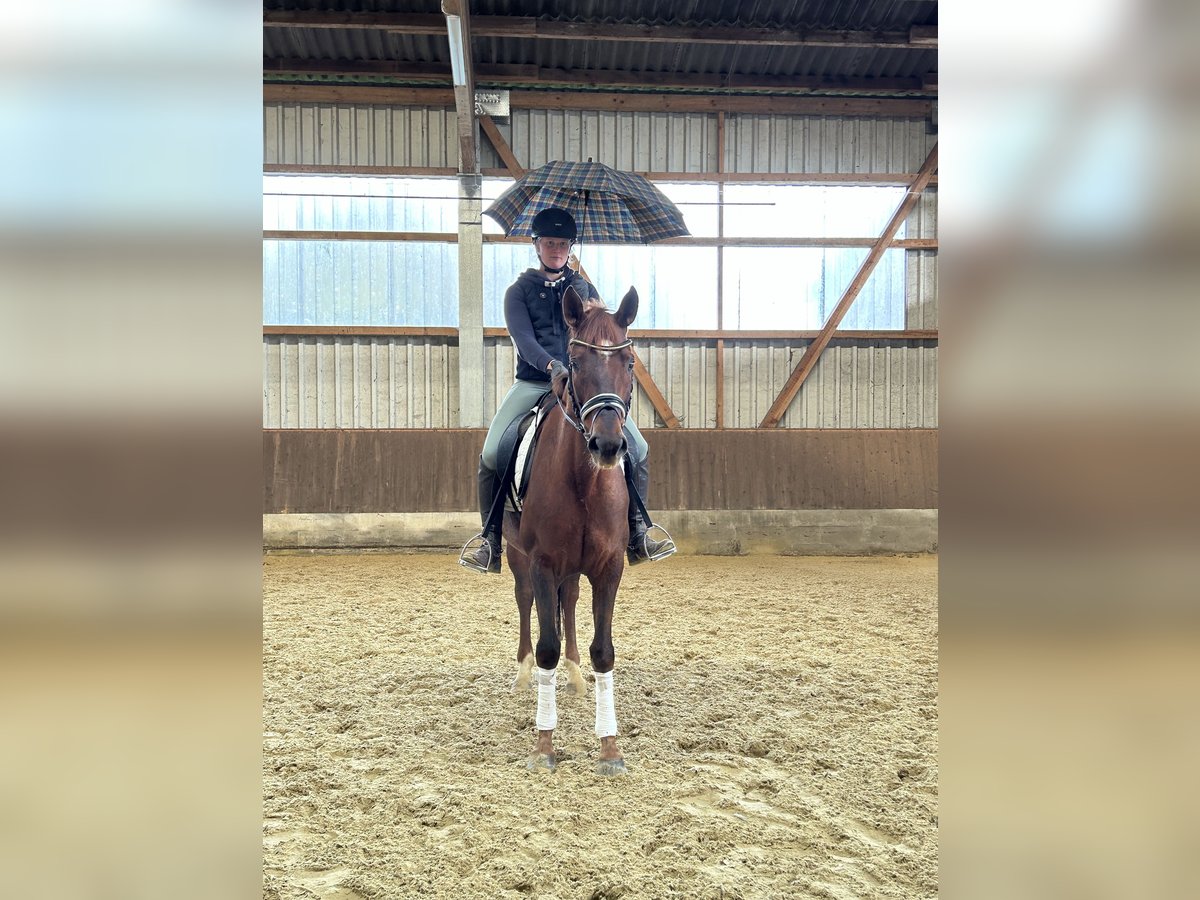 Hannoveraan Merrie 6 Jaar 168 cm Donkere-vos in Neuhaus an der Oste