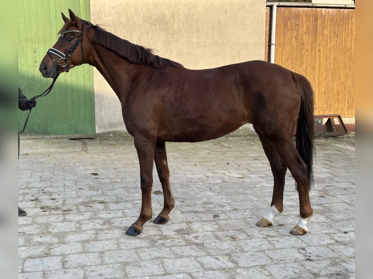 Hannoveraan Merrie 6 Jaar 168 cm Donkere-vos in Neuhaus an der Oste