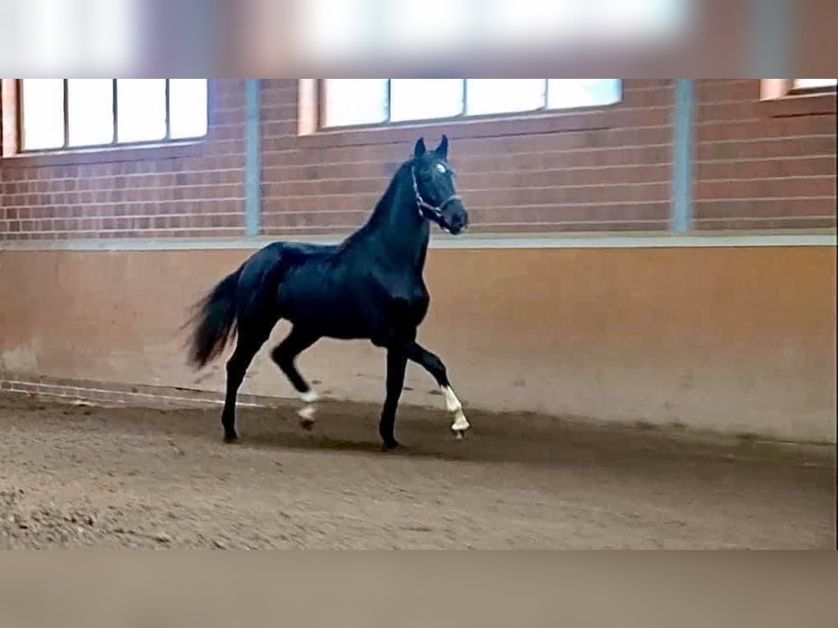 Hannoveraan Merrie 6 Jaar 168 cm in M&#xFC;nster
