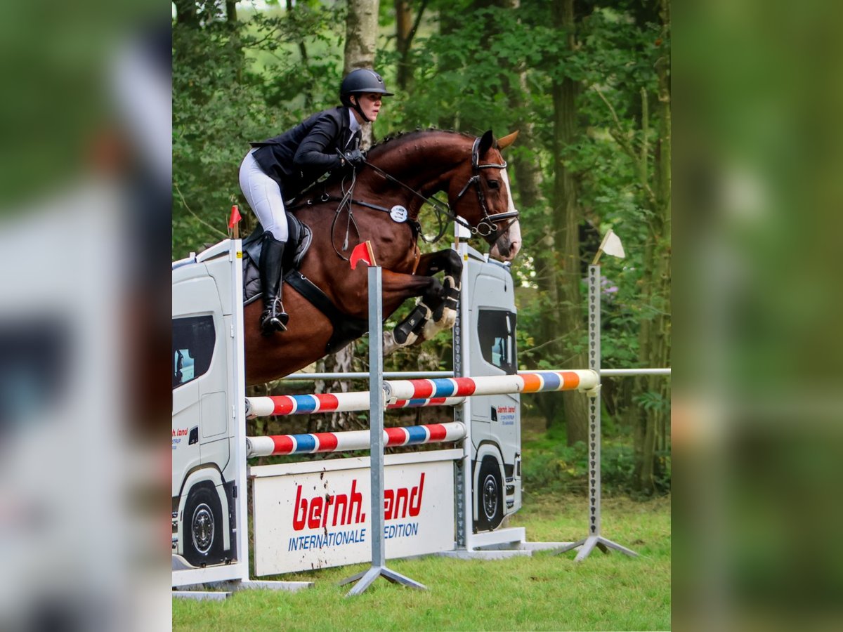 Hannoveraan Merrie 6 Jaar 169 cm Bruin in Wietzen