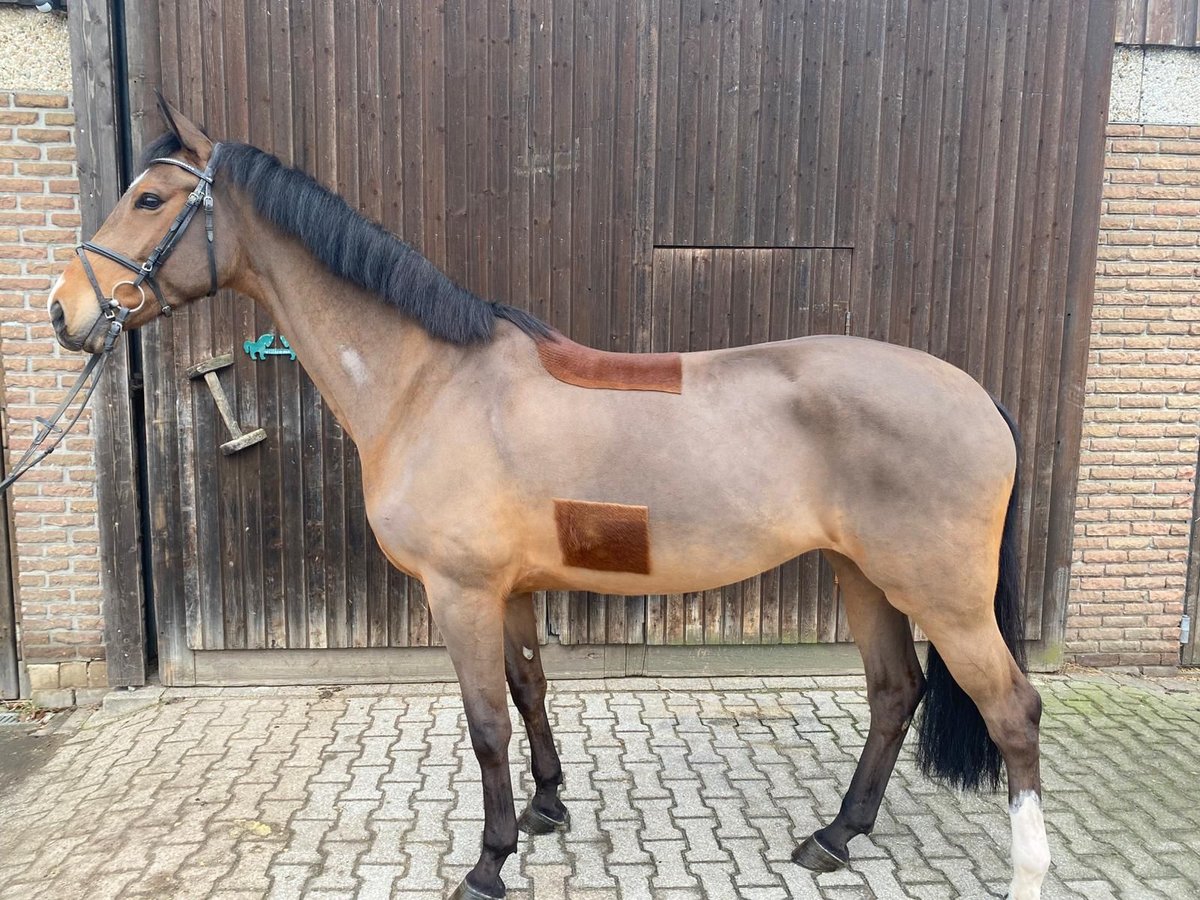 Hannoveraan Merrie 6 Jaar 170 cm Bruin in Senden