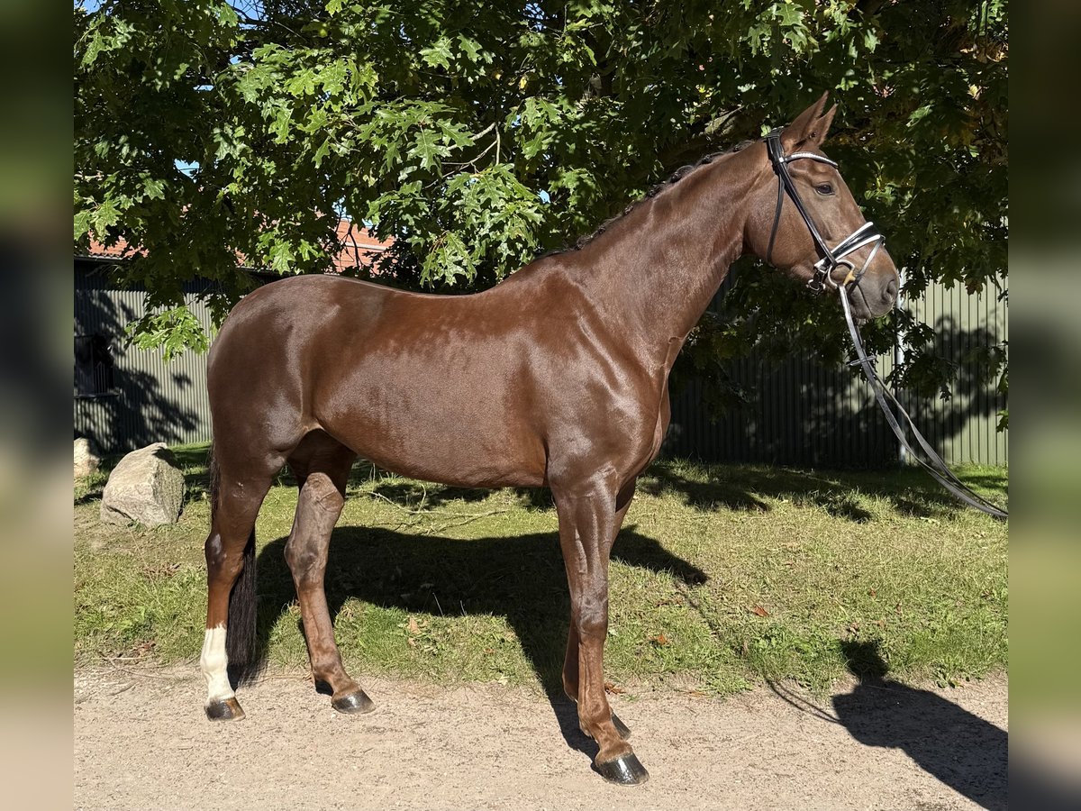 Hannoveraan Merrie 6 Jaar 170 cm Donkere-vos in Kasseburg
