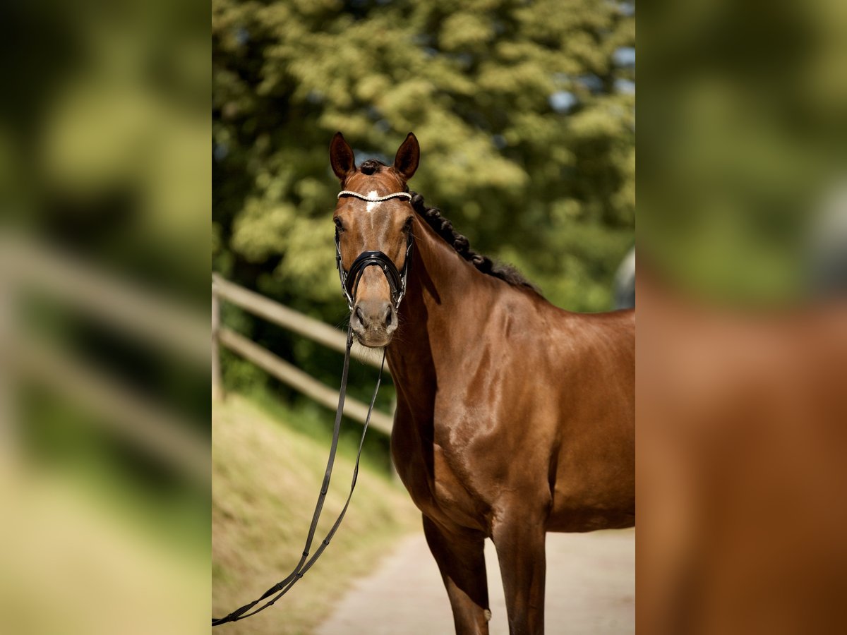 Hannoveraan Merrie 6 Jaar 170 cm Donkere-vos in K&#xF6;nigswinter