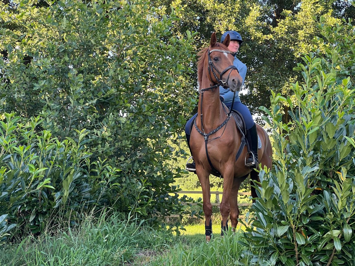 Hannoveraan Merrie 6 Jaar 170 cm Vos in Radbruch