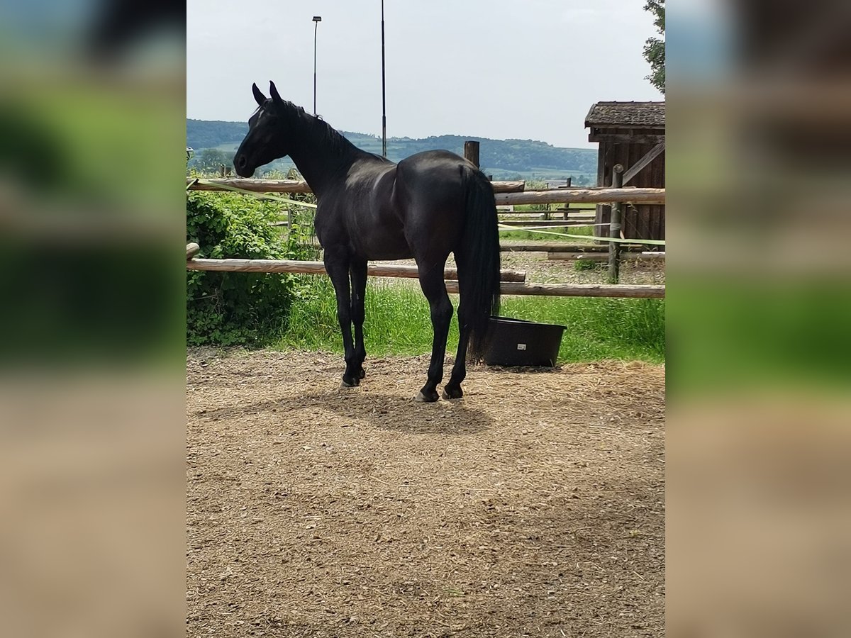 Hannoveraan Merrie 6 Jaar 170 cm Zwart in Rabensburg