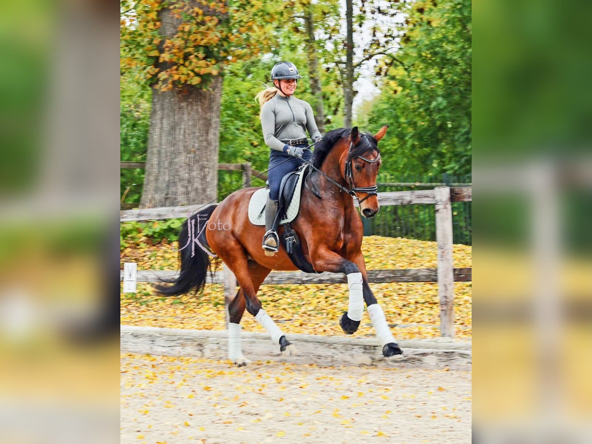 Hannoveraan Merrie 6 Jaar 171 cm Bruin in Kempen