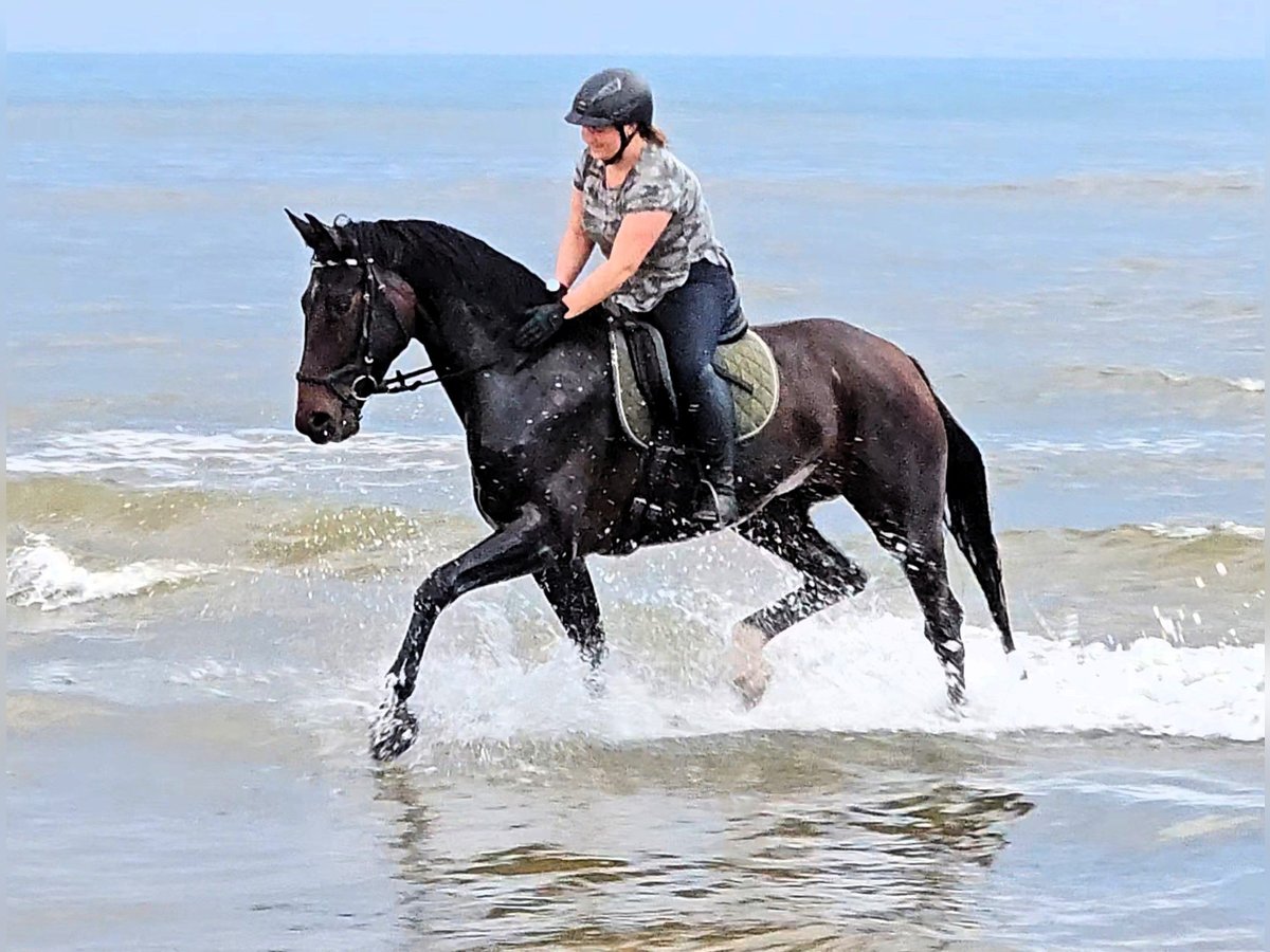 Hannoveraan Merrie 6 Jaar 172 cm Donkerbruin in Korbach