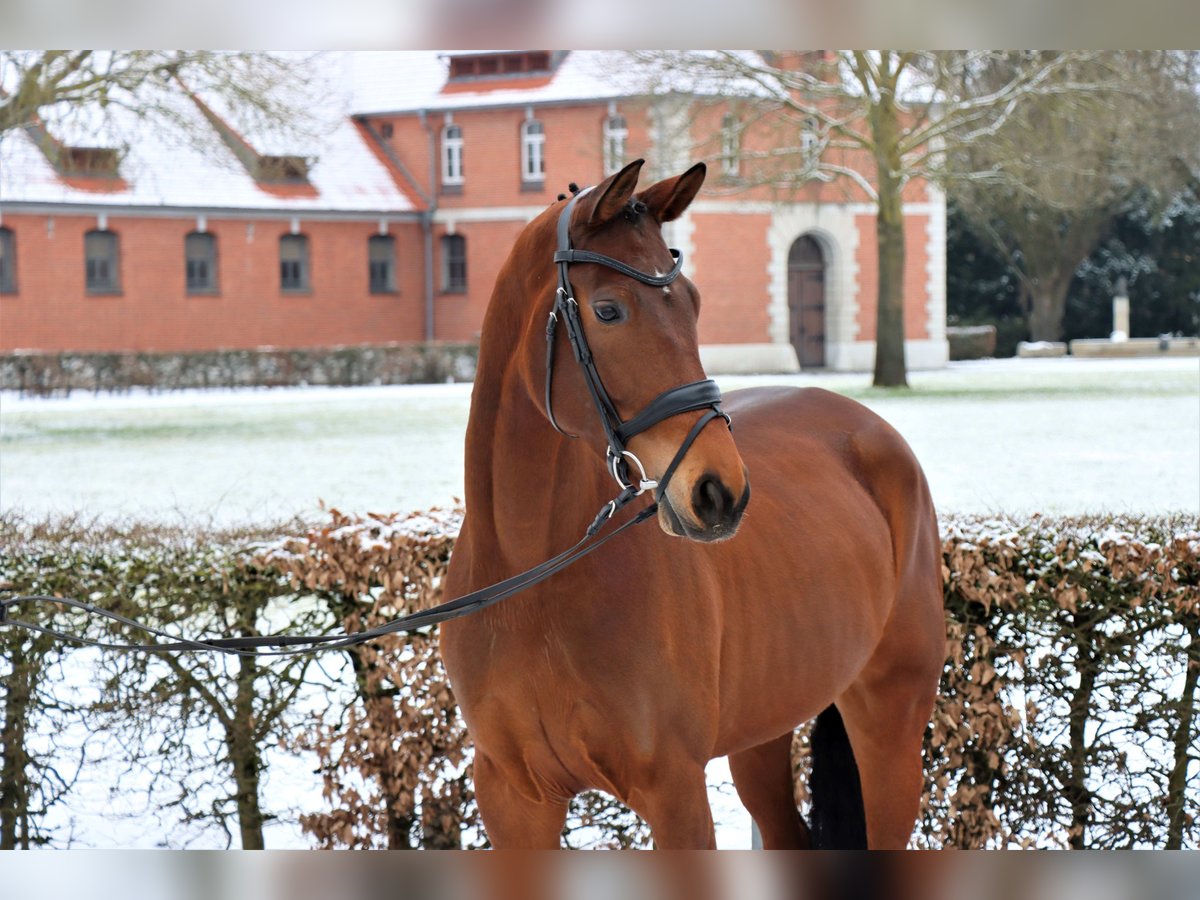 Hannoveraan Merrie 6 Jaar 174 cm Bruin in Celle