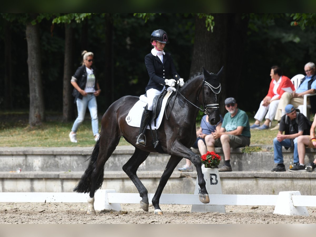 Hannoveraan Merrie 6 Jaar 174 cm Zwartbruin in Greven