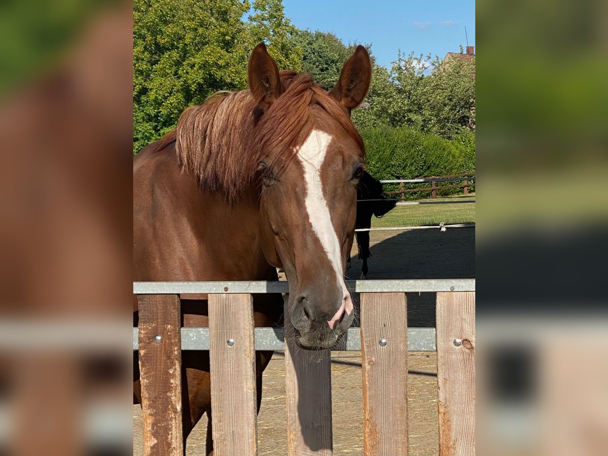Hannoveraan Merrie 6 Jaar 176 cm Donkere-vos in Kirchlengern Hannoveraan Merrie 6 Jaar 176 cm Donkere-vos in Kirchlengern
