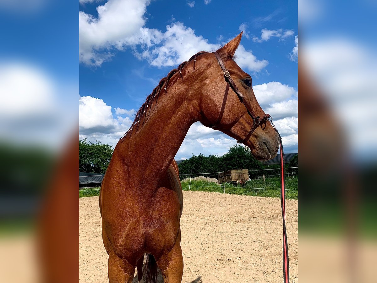 Hannoveraan Merrie 6 Jaar 180 cm Vos in Beselich