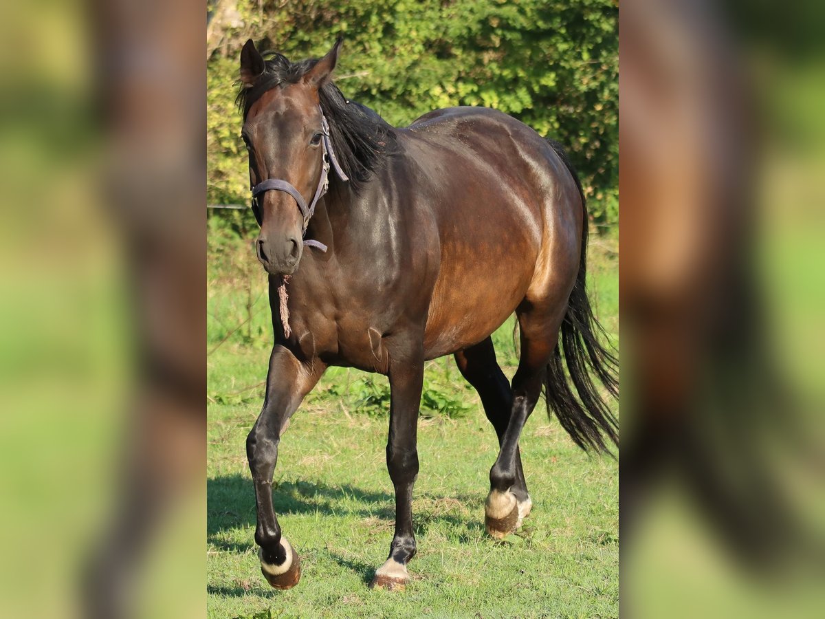 Hannoveraan Merrie 7 Jaar 160 cm Donkerbruin in Holtgast