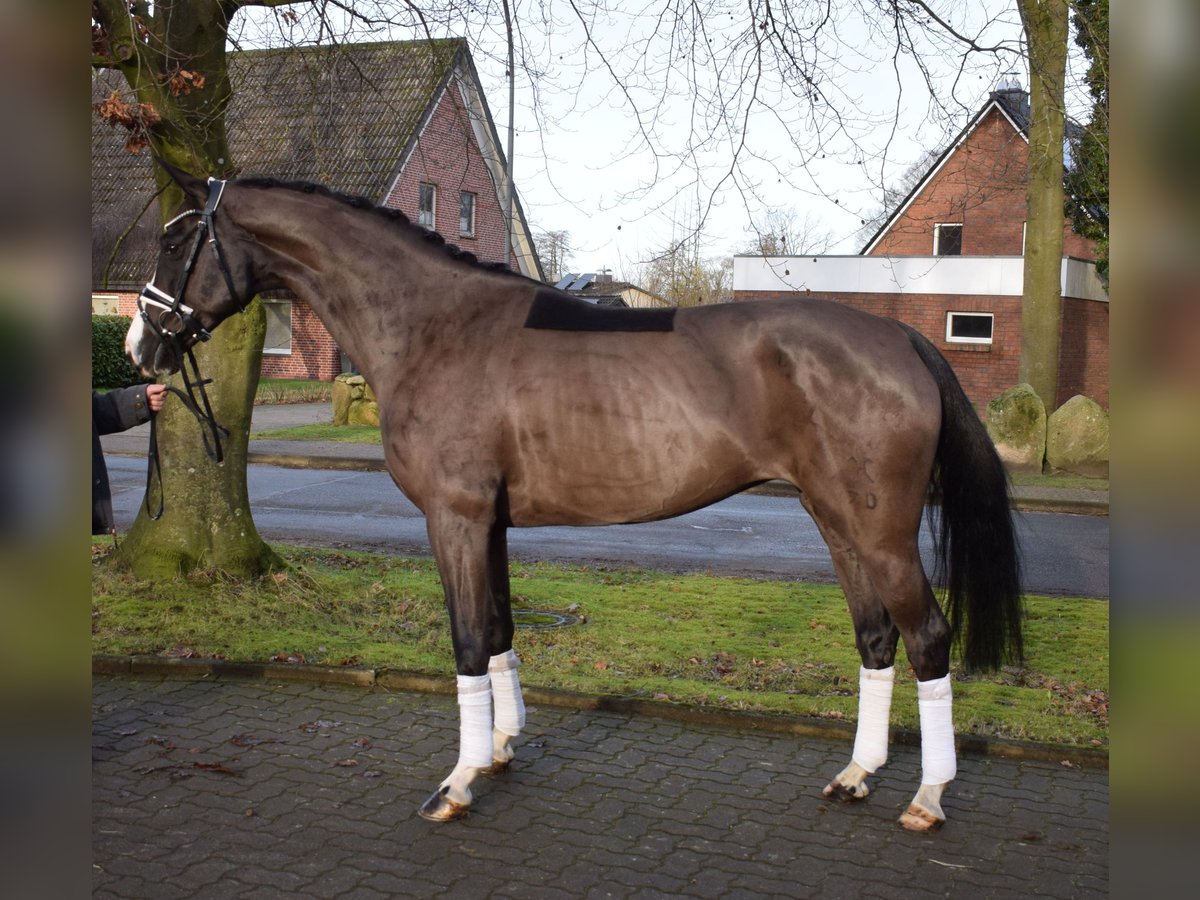 Hannoveraan Merrie 7 Jaar 163 cm Zwart in Fredenbeck