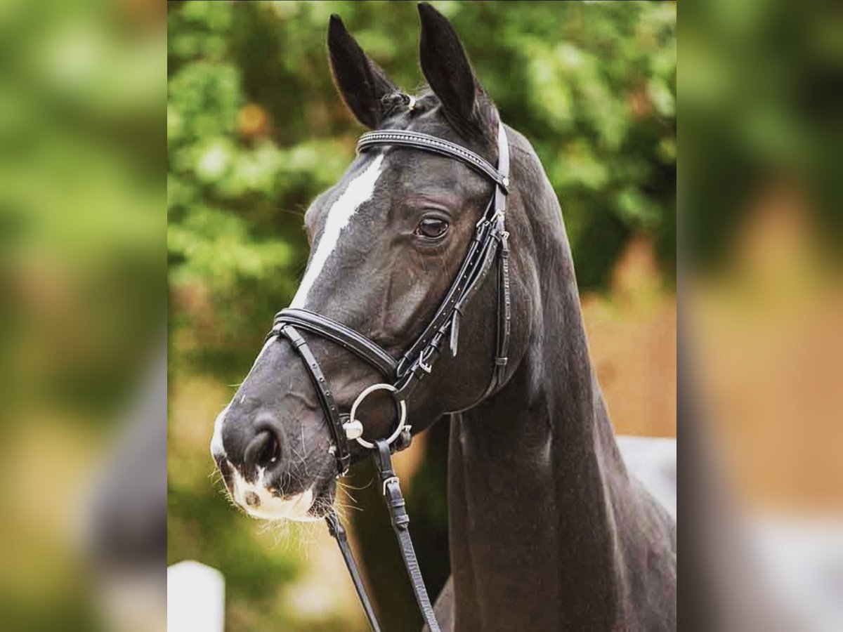 Hannoveraan Merrie 7 Jaar 164 cm Zwart in Valdetorres De Jarama