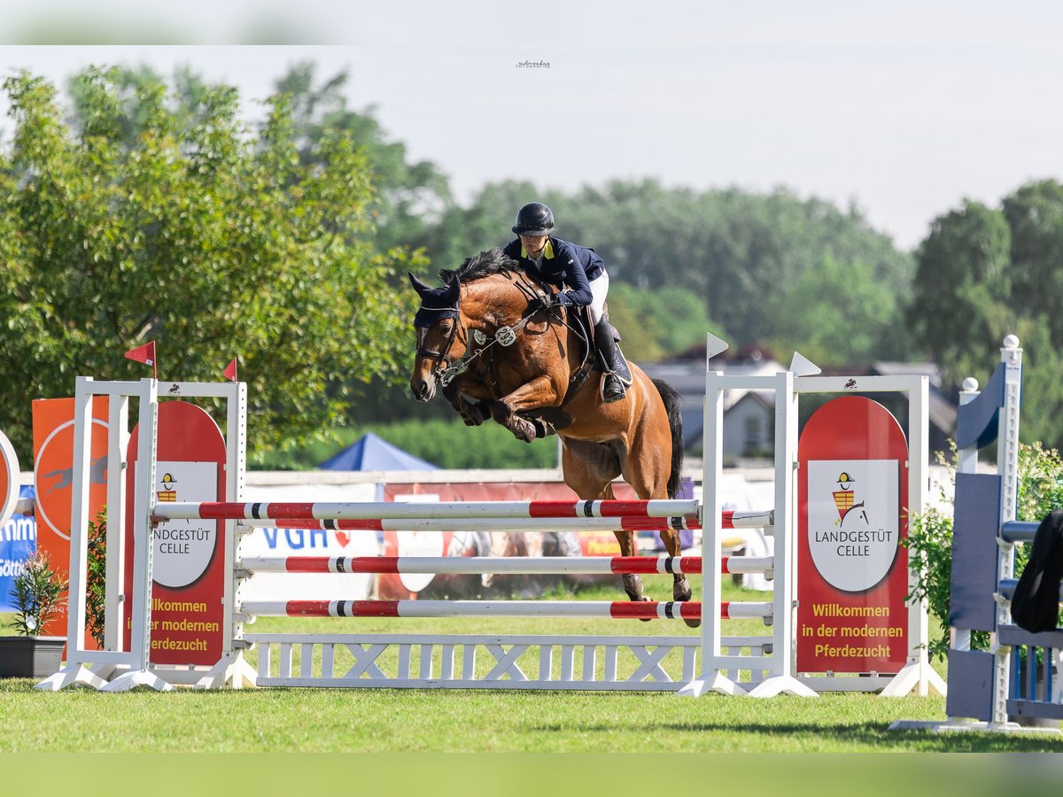 Hannoveraan Merrie 7 Jaar 165 cm Lichtbruin in Ahnsbeck