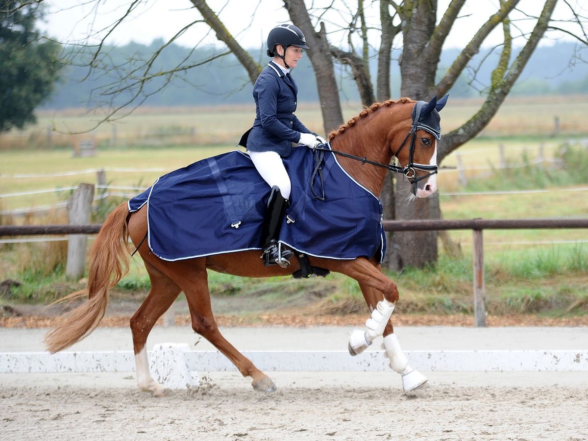 Hannoveraan Merrie 7 Jaar 166 cm Donkere-vos in Isernhagen