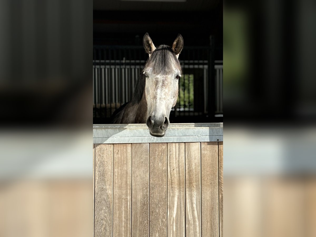 Hannoveraan Merrie 7 Jaar 167 cm Schimmel in Memmingen