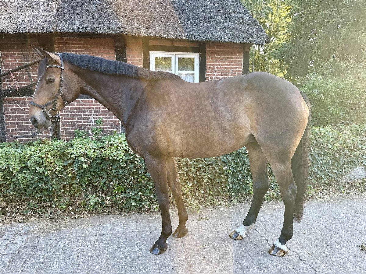 Hannoveraan Merrie 7 Jaar 168 cm Bruin in Luhm&#xFC;hlen