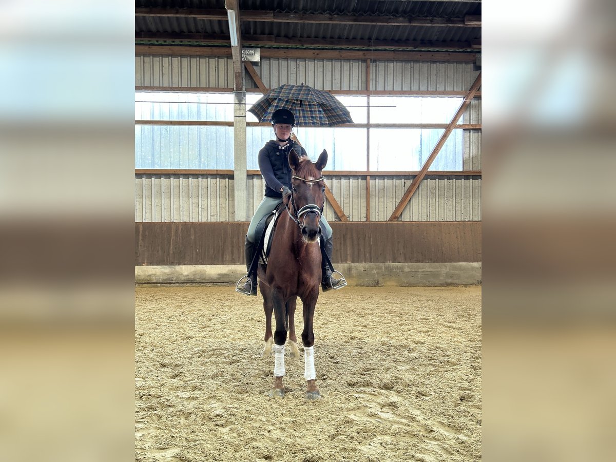 Hannoveraan Merrie 7 Jaar 168 cm Donkere-vos in Neuhaus an der Oste