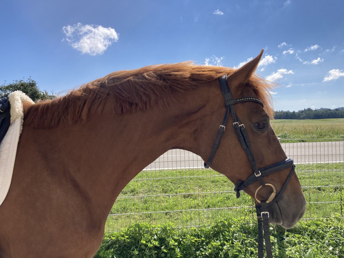 Hannoveraan Merrie 7 Jaar 168 cm Donkere-vos in Ebenweiler