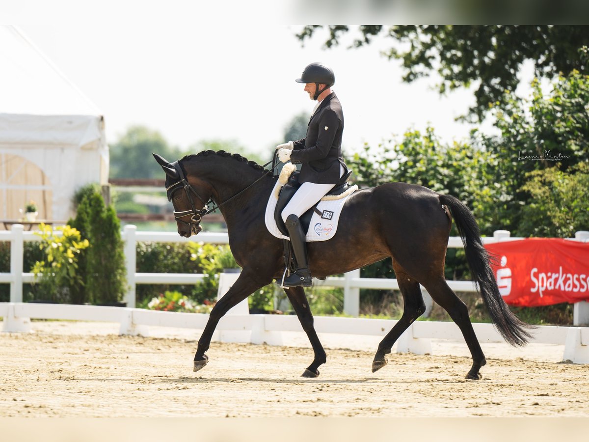 Hannoveraan Merrie 7 Jaar 168 cm Zwartbruin in Kaarst