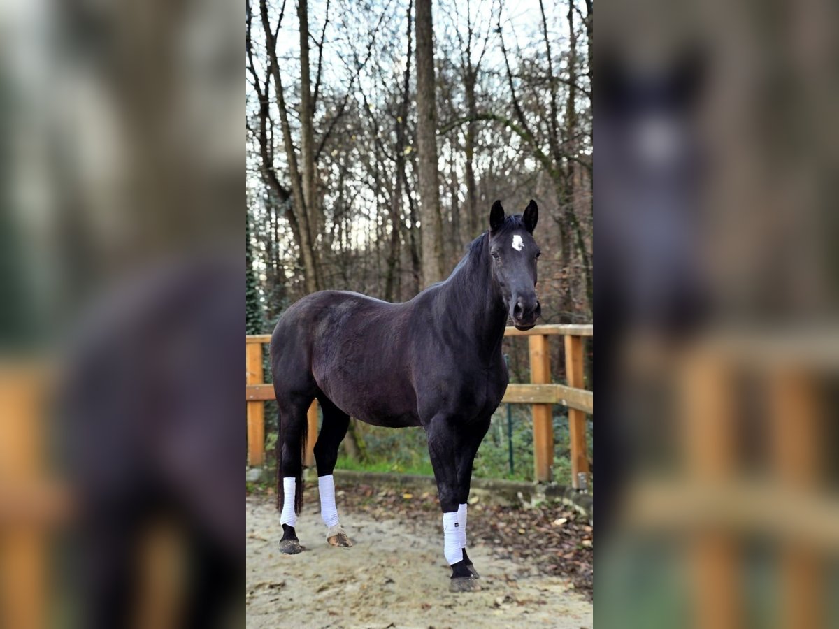 Hannoveraan Merrie 7 Jaar 170 cm Zwart in Leichlingen