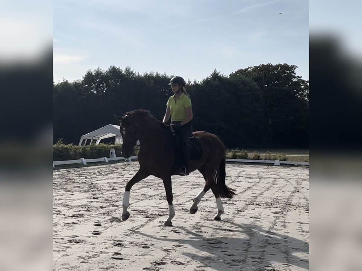 Hannoveraan Merrie 7 Jaar 172 cm Donkere-vos in Harmsdorf