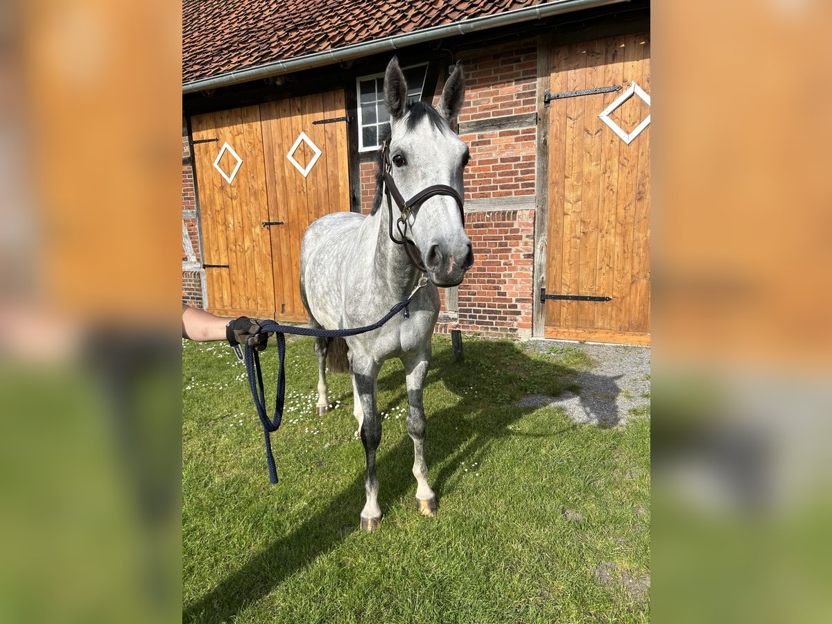 Hannoveraan Merrie 7 Jaar 173 cm Schimmel in Wedemark