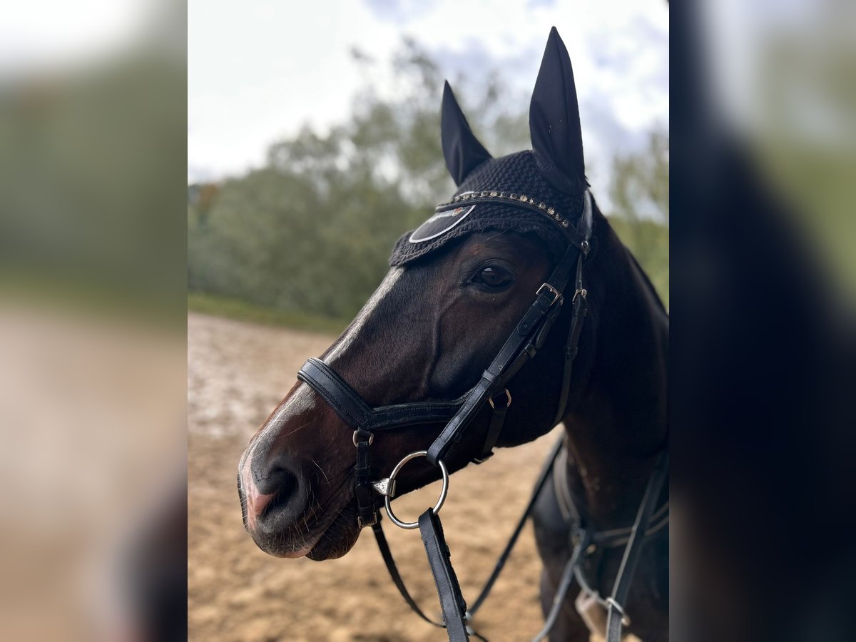 Hannoveraan Merrie 8 Jaar 160 cm Donkerbruin in Schwerin