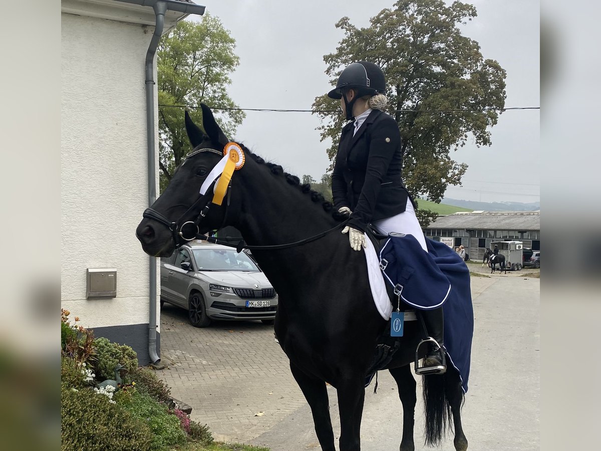 Hannoveraan Merrie 8 Jaar 160 cm Zwart in Hamm-Rhynern