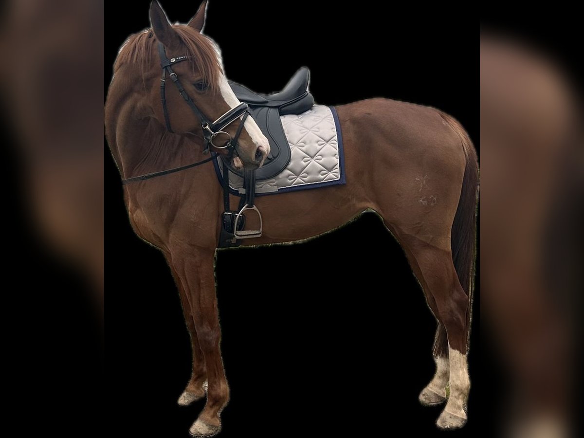 Hannoveraan Merrie 8 Jaar 164 cm Donkere-vos in Weeze