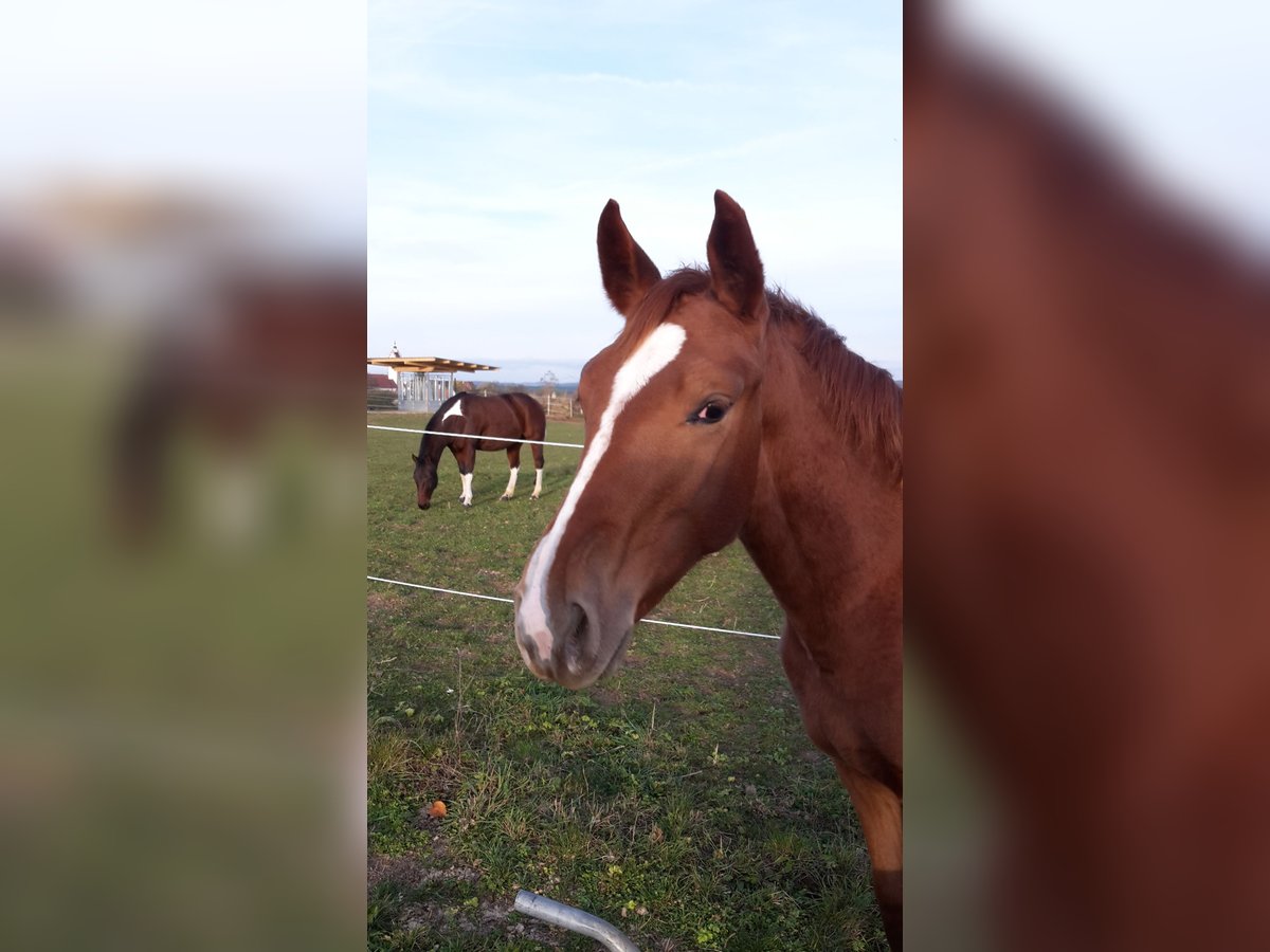 Hannoveraan Merrie 8 Jaar 164 cm Vos in Winterlingen