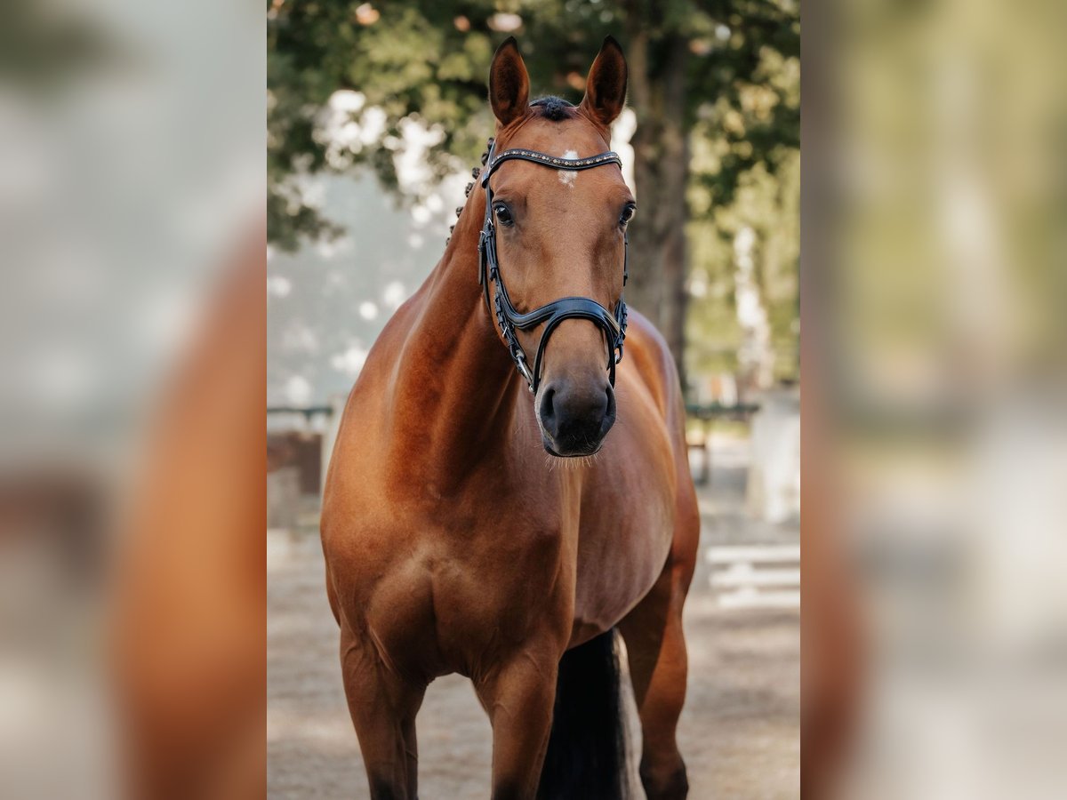 Hannoveraan Merrie 8 Jaar 165 cm Bruin in Neu-Isenburg