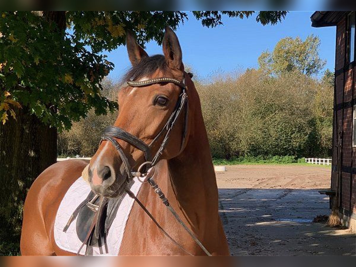 Hannoveraan Merrie 8 Jaar 165 cm Bruin in Verden (Aller)