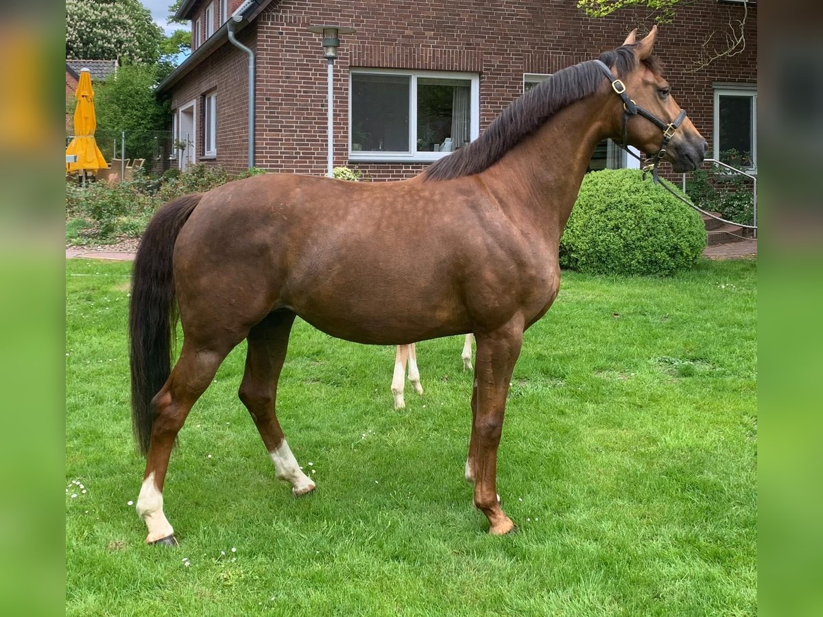 Hannoveraan Merrie 8 Jaar 165 cm Donkere-vos in Bruchhausen-Vilsen