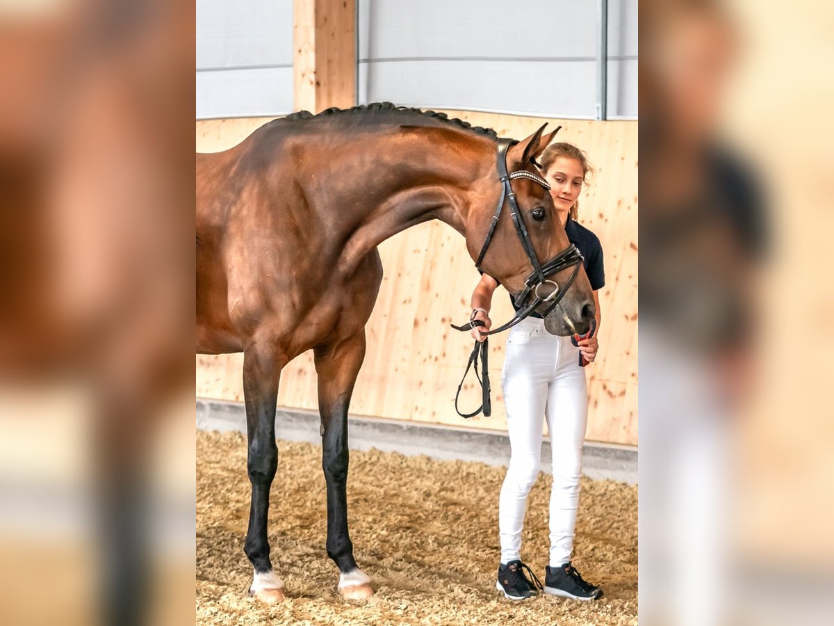 Hannoveraan Merrie 8 Jaar 167 cm Bruin in Wolfsbach