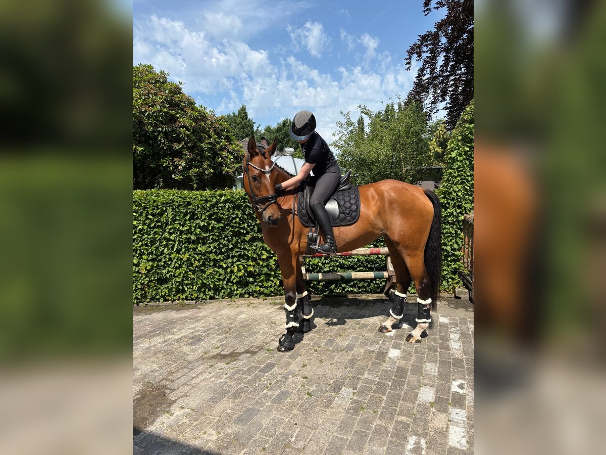 Hannoveraan Merrie 8 Jaar 167 cm Bruin in Friesoythe