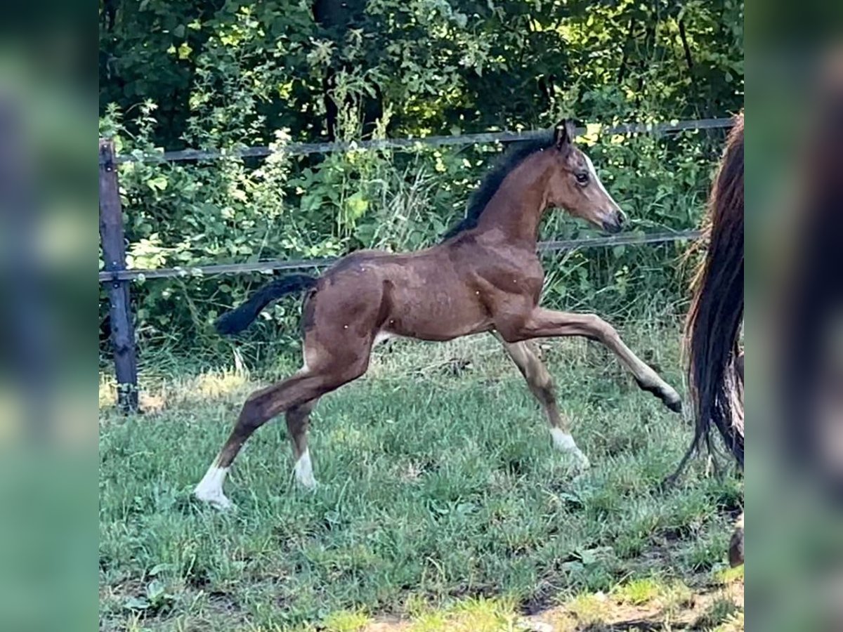 Hannoveraan Merrie 8 Jaar 168 cm Donkere-vos in Vechta