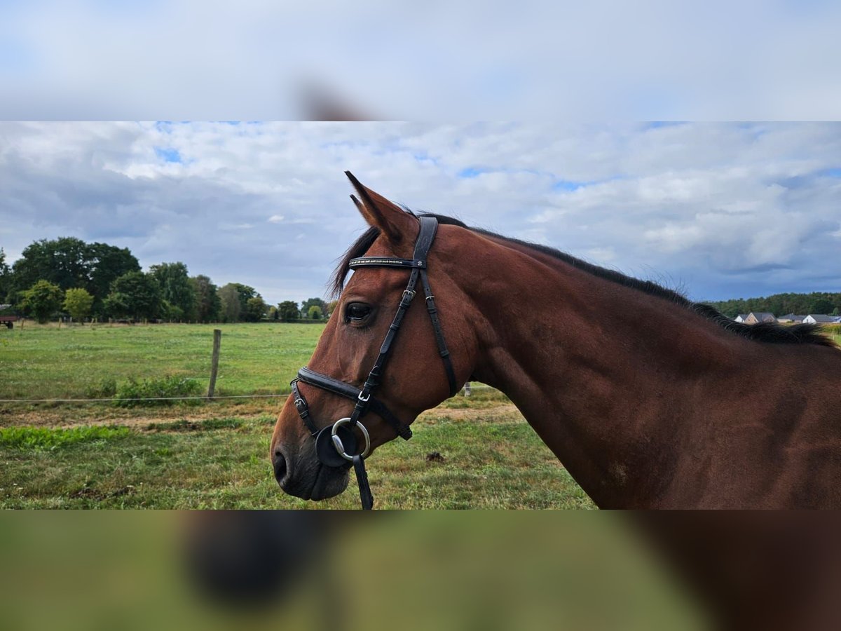 Hannoveraan Merrie 8 Jaar 168 cm Lichtbruin in Adelheidsdorf