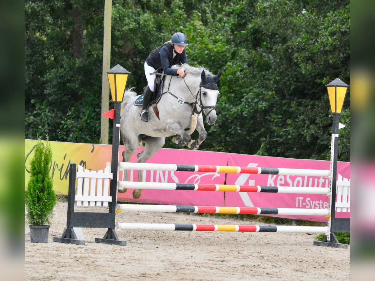 Hannoveraan Merrie 8 Jaar 168 cm Schimmel in Hoya