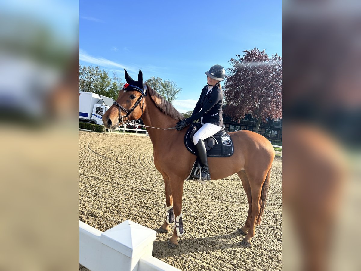 Hannoveraan Merrie 8 Jaar 168 cm Vos in Schiffdorf