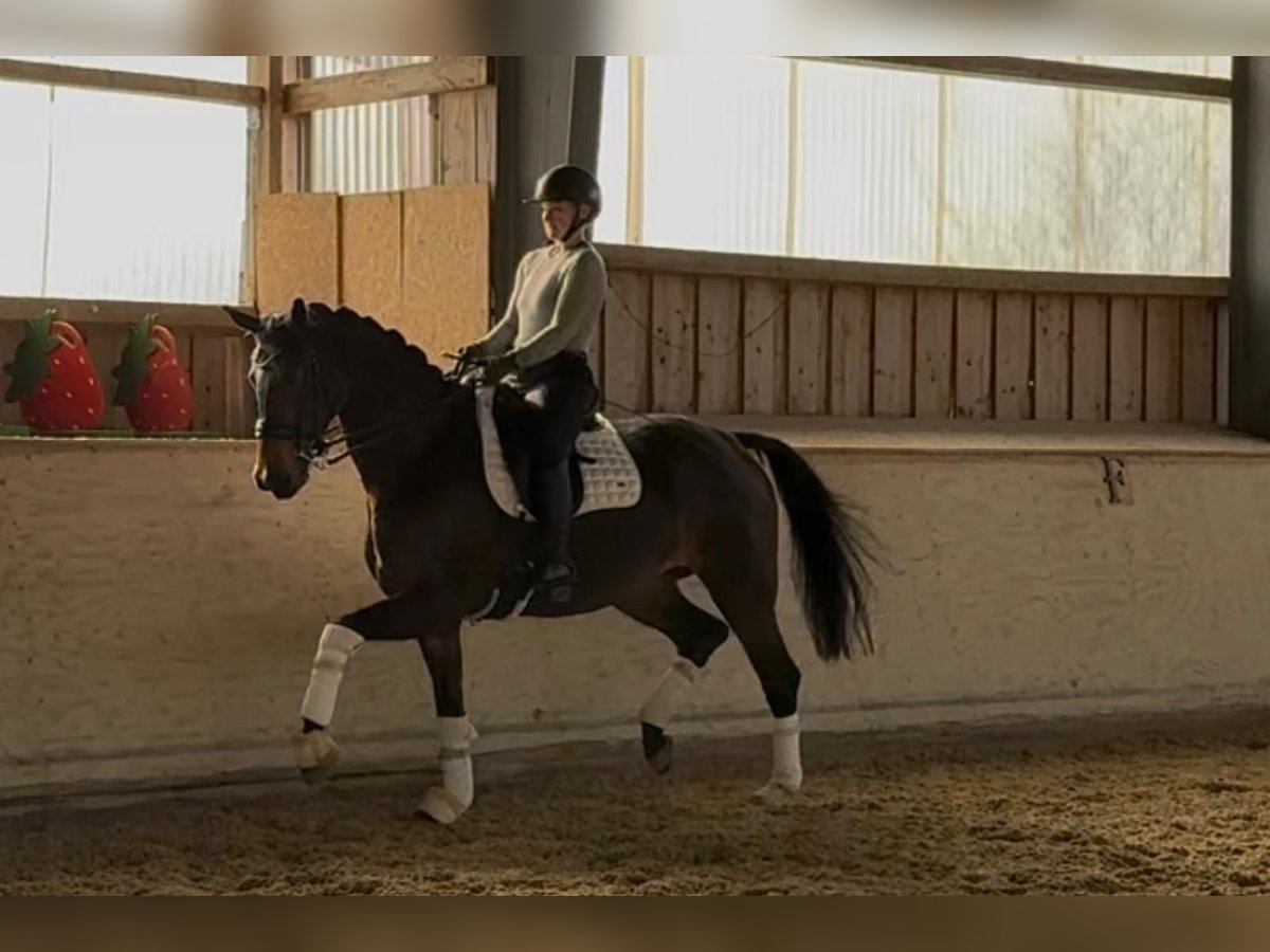 Hannoveraan Merrie 8 Jaar 170 cm Donkerbruin in RosenheimRosenheim