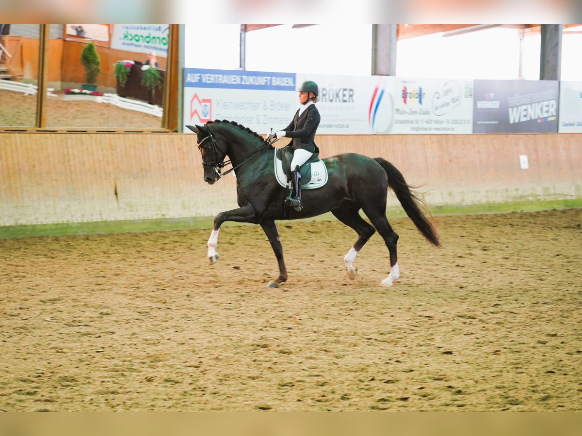 Hannoveraan Merrie 8 Jaar 170 cm Donkere-vos in Coesfeld